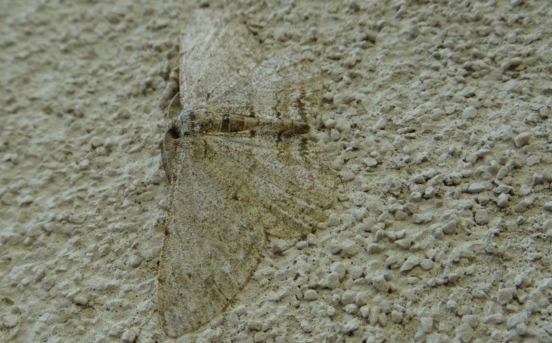 Geometridae: Ectropis crepuscularia o Hipomecis punctinalis ?